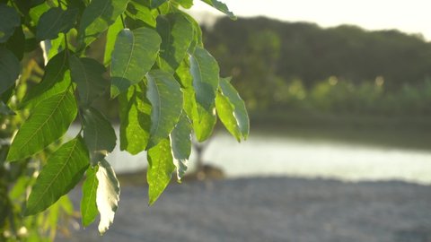 Siamese neem tree and sunlight 