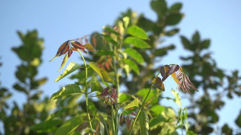 Siamese neem tree and sunlight.