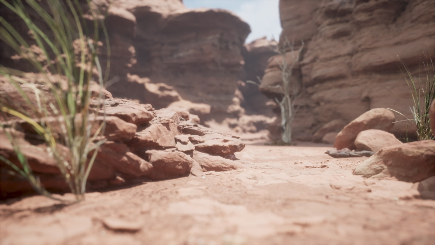Red rocks, stones in the canyon. Canyon and dry lone tree.
