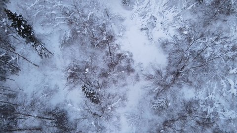 Flying above a snow covered forest in the winter. Frozen Alaska.