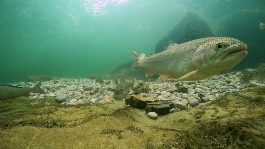 Underwater footage of swimming Rainbow trout, Oncorhynchus mykiss. Big group of trouts. River habitat underwater. Freshwater fish swimming in the clean river. Diving in fresh water. Snorkeling. Steelh Royalty-Free Stock Footage #1085723966