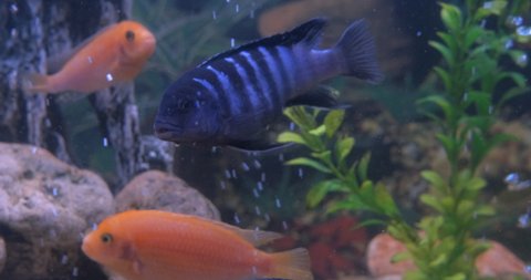 Aquarium hobby at home. A view of aquarium hobby with colorful small cichlids in the water.
