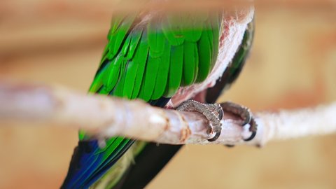 Naked bird Stock Video Footage - 4K and HD Video Clips | Shutterstock