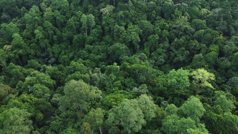 Aerial video of tropical forest, Aceh, Indonesia.