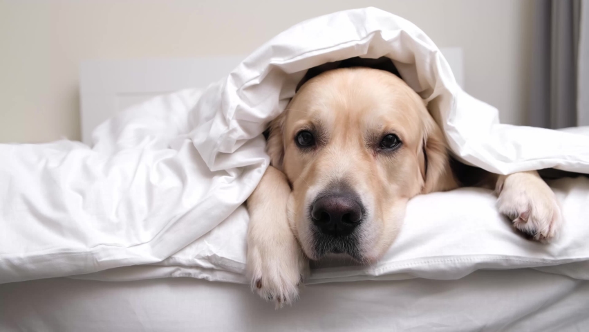 The dog lies under the covers. The golden retriever sleeps under a white blanket. Royalty-Free Stock Footage #1085734340