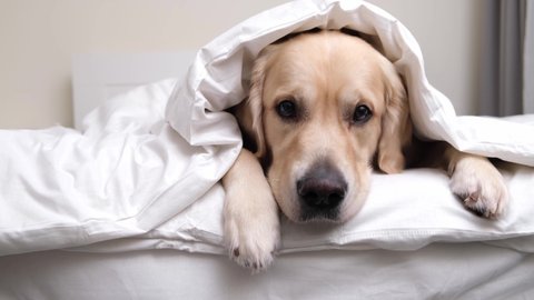 The dog lies under the covers. The golden retriever sleeps under a white blanket.