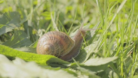 Beautiful snail in the grass close-up. A snail crawls in the grass close-up. Snail in the grass. Helix Aspersa snail in the grass close-up.