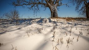 Winter night timelapse, snow at night with an oak tree and blue starry sky, 4k slider timelapse video