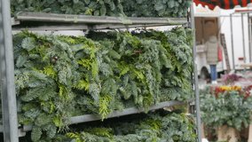 Preparing for Christmas. The arrival market sells special fir branches spruce wreaths and ekibans on the counter. Christmas party supplies - Powered by Shutterstock - Get 15% off with code: PIKWIZARD15