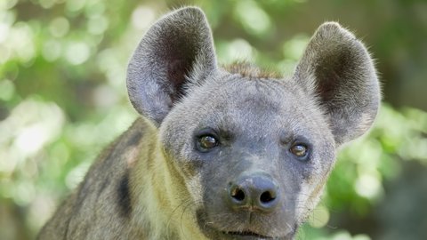Headshot of male spotted hyena or laughing hyena in nature.
