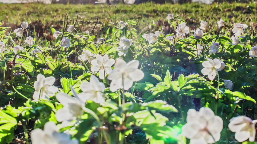 Time lapse video of withering petals of white flowers at sunset over the green grass fields. Creative timelapse. Royalty-Free Stock Footage #1085742977