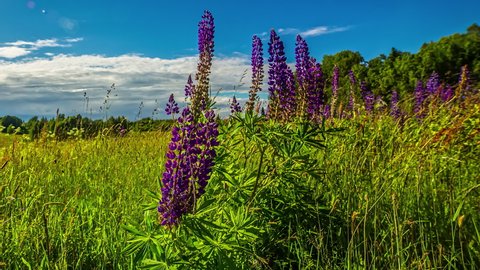 Close up video of blooming purple (violet) lupine flowers. Lupinus(lupin) flowering over sunny green meadow with winds blowing and clouds passing by in the background in timelapse