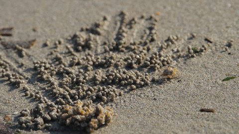 Sand bubbler crabs on asian beach making balls out of sand