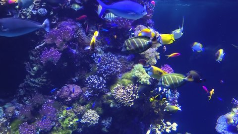 Colorful surgeonfish fishes of sea aquarium with coral reef. Foxface rabbitfish, Bluespine Unicornfish and Pyramid butterflyfish. Clownfish, Royal gramma, and Yellowfin Tang. Fishes of Red Sea.