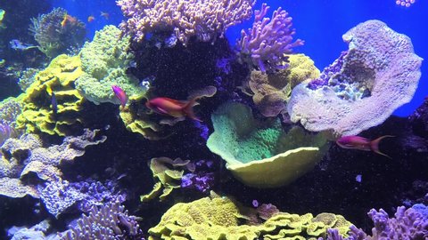 Aquarium surgeonfishes. Sea Goldie, Royal gramma and Raccoon Butterflyfish and Orbicular Batfish. Lyretail anthias, Redbar and Bicolor Anthias and Bartlett's Anthias, Striped tangs and Purple tang.