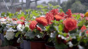 Outdoor Green House Plants And Leaves  - Powered by Shutterstock - Get 15% off with code: PIKWIZARD15