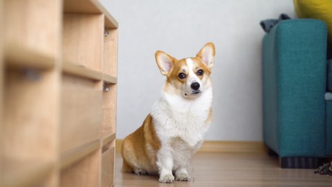 Dog Portrait breed welsh corgi pembroke looks at object with interest turns its head in different directions funny close up on home background looking at camera at. Caring for pets. Animals.
