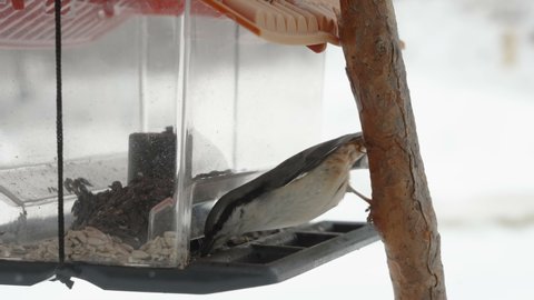 A Eurasian nuthatch birch standing the small branch getting seeds from the bird feeder in Estonia