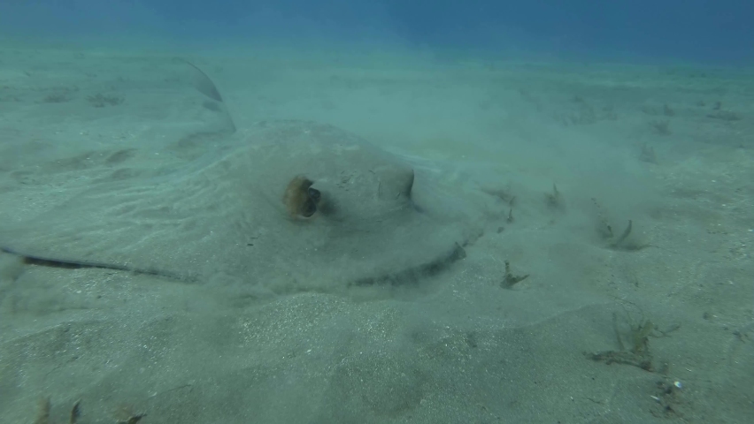 Close up portrait of Stingray hunts on the sandy bottom on blue water background. Сowtail Weralli Stingray (Pastinachus sephen). Red Sea | Shutterstock HD Video #1085754836