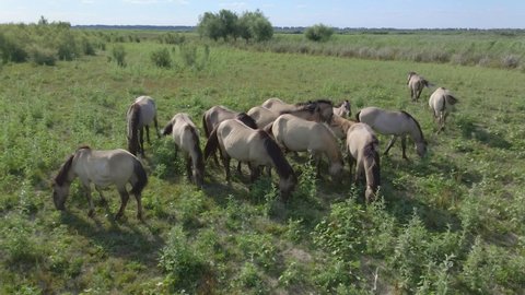 Aerial view, Herd of wild horses grazes on a green meadow. Konik or Polish primitive horse. Top view, Slow motion. Ermakov island, Danube Biosphere Reserve in Danube delta, Ukraine