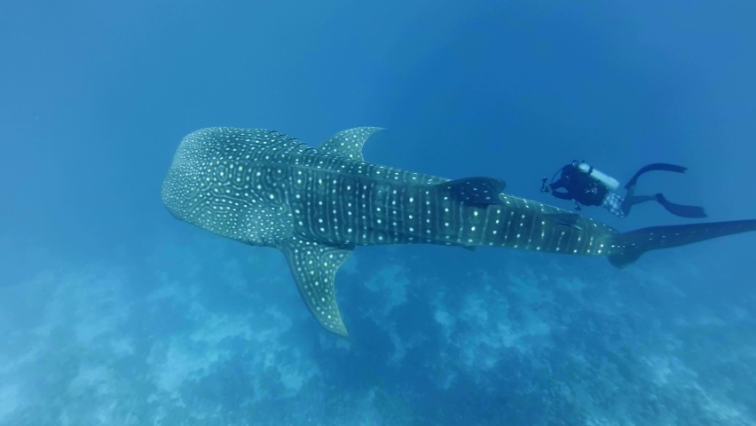 Slow motion, Scuba diver swim and shooting Whale shark - Rhincodon typus slowly-swimming nearby shark, Indian Ocean, Maldives. Top view, Underwater shot, Close up Royalty-Free Stock Footage #1085754884