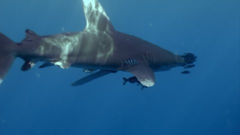 The oceanic white-tip shark, Carcharhinus longimanus, is a large pelagic shark inhabiting tropical in underwater Red Sea.