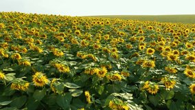 Perfect sunflowers from a bird's eye view, aerial footage of picturesque agricultural lands. Location agrarian region Ukraine, Europe. Cinematic drone shot. Filmed in UHD 4k video. Beauty of earth.