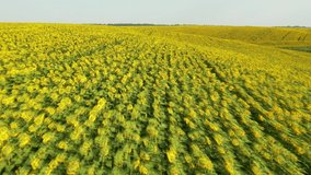 Bright sunflowers from a bird's eye view, aerial footage of picturesque agricultural lands. Location agrarian region Ukraine, Europe. Cinematic drone shot. Filmed in UHD 4k video. Beauty of earth.