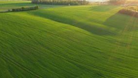 Aerial footage of a agricultural land and cultivated fields from a bird's eye view. Location place agrarian region Ukraine, Europe. Cinematic drone shot. Filmed in UHD 4k video. Beauty of earth.
