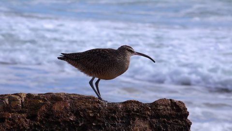 Whimbrel (Numenius phaeopus), seabird walking on the beach, California,  with the ocean in the background. USA