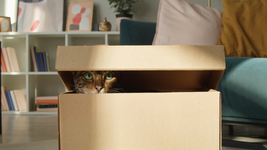 Bengal cat sitting in cardboard box in living room. Brown kitten with big green eyes close-up. Furry pedigreed pet relaxing. Little best friends. Keeping domestic animal at home. | Shutterstock HD Video #1085761535