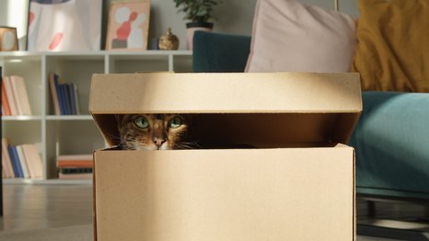 Bengal cat sitting in cardboard box in living room. Brown kitten with big green eyes close-up. Furry pedigreed pet relaxing. Little best friends. Keeping domestic animal at home.
