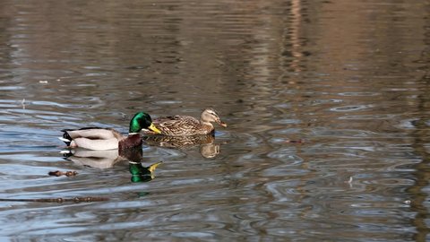 The mallard or wild duck, Anas platyrhynchos is a dabbling duck which breeds throughout the temperate and subtropical Americas, Eurasia, and North Africa. Here swimming on a lake in Munich, Germany.