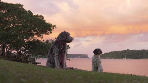 SYDNEY, NSW, AUSTRALIA. JUNE 21 2019. Balmoral Rocky Point Island and two dogs at sunset.