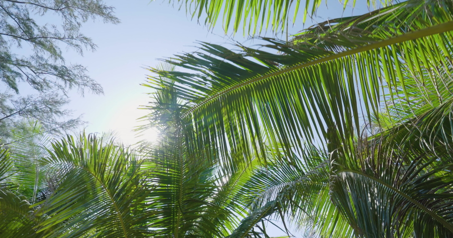 Coconut palm trees bottom view sun shining through branches sunny day. Gimbal camera shot tilt up slow walking movement.Camera Looking up coconut trees POV Passing under sunlight.  | Shutterstock HD Video #1085768927