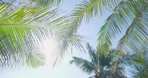 Coconut palm trees bottom view sun shining through branches sunny day Africa. Gimbal camera shot tilt up slow walking movement amazon. Camera Looking up coconut trees POV Passing under sunlight. 