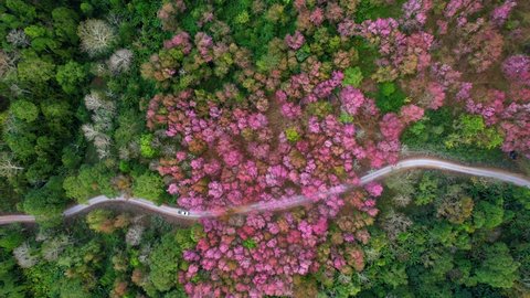 The beautiful pink flowers of the Prunus cerasoides in the forests of Thailand. 4K Drone Footage, Loei Thailand
