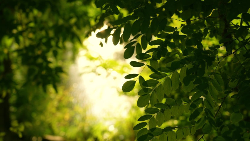 Beautiful spring or summer green natural bokeh background. Closeup slow motion 4k stock video footage of beautiful fresh foliage of acacia trees growing outdoors on river coast. Back sunset sunlight Royalty-Free Stock Footage #1085774885