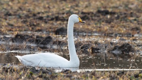 Whooper swan, Cygnus cygnus in golden light and eating on a muddy rapeseed field