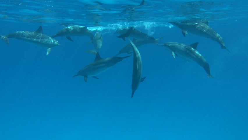 Dolphins. Spinner dolphin. Stenella longirostris is a small dolphin that lives in tropical coastal waters around the world.  Royalty-Free Stock Footage #1085775518