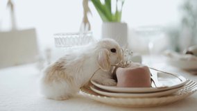 beautiful video of the white  rebbit eating happy rebbit, cute animal  - Powered by Shutterstock - Get 15% off with code: PIKWIZARD15