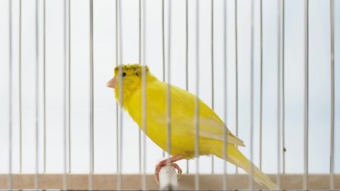 the canary sings its song throughout the video