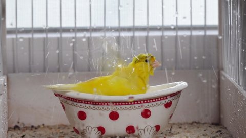 canary bathes in a cage bath