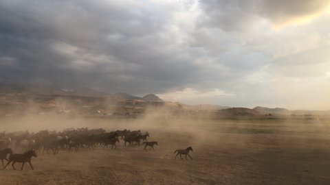Herd of wild horses running