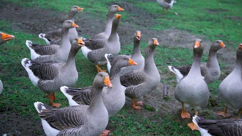 Geese in an aviary in the village 
