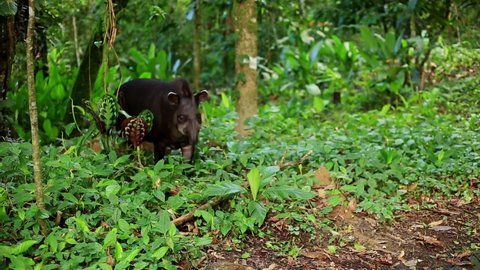A Baird's tapir, Tapirus bairdii, sniffing the air in a tropical forest: sounds of the tapir and surrounding forest are included