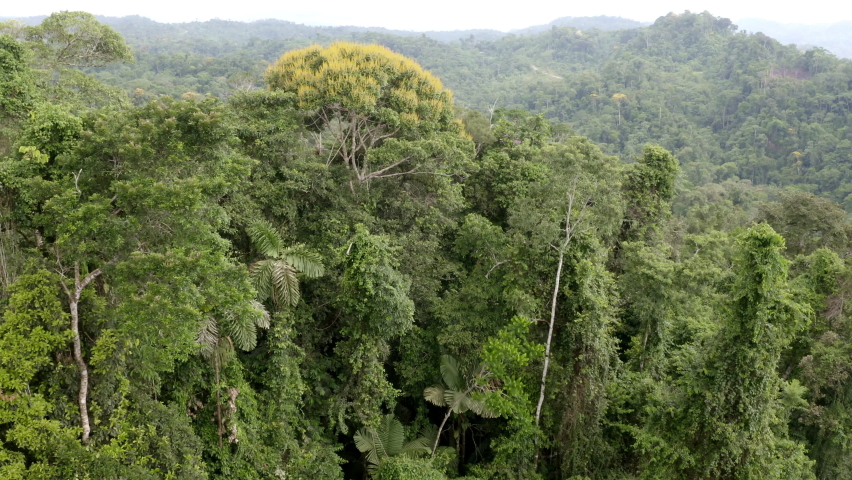 Aerial view of a tropical forest in South America, palm trees and other tree species are visible