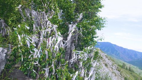 The tree of happiness is hung with linen ribbons from passers-by and pilgrims. Atavism of pagan worship. Altai Territory. Siberia