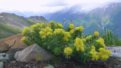 Golden root (Rhodiola rosea) developed plants with large roots - very strong medicinal properties and wild leek. Altai mountains. Spectacular medicinal herbs (drug raw materials) of Altai region