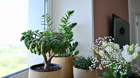 Indoor house garden with plants in jute pots on a windowsill by the window in an apartment